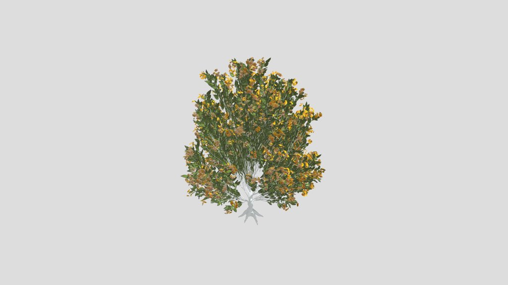 Tree Orange Choisaya