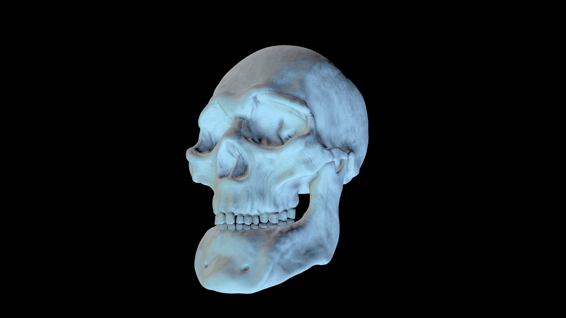 Skull | Arctiem