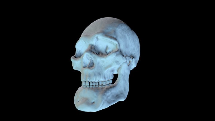 Skull | Arctiem 3D Model
