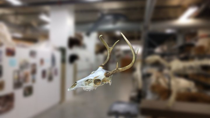 White Tail Deer Skull 3D Model