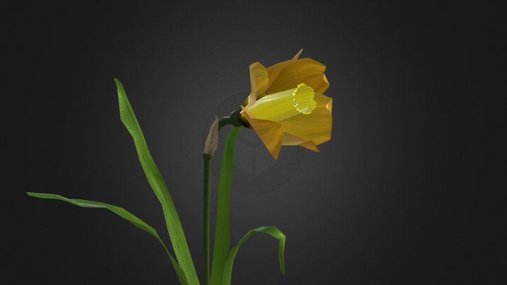 Animated flower test 3D Model