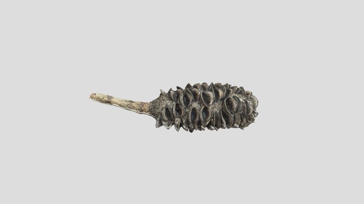 Banksia Pod - Photogrammetry 3D Model