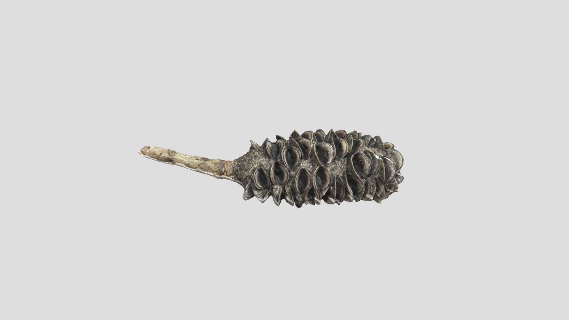 Banksia Pod - Photogrammetry