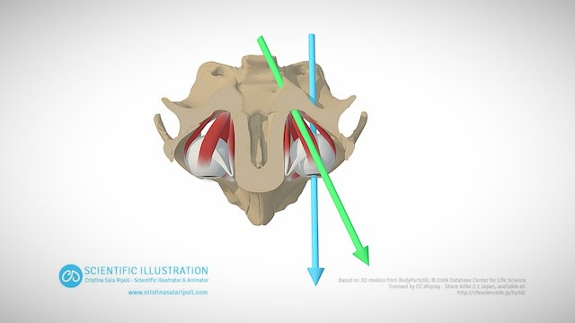 Axes of the eyeball and orbit 3D Model