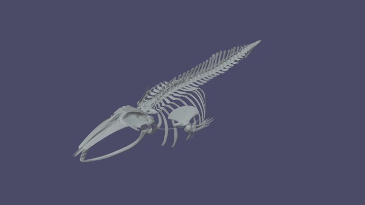 Balaenoptera acutorostrata assembled skeleton 3D Model