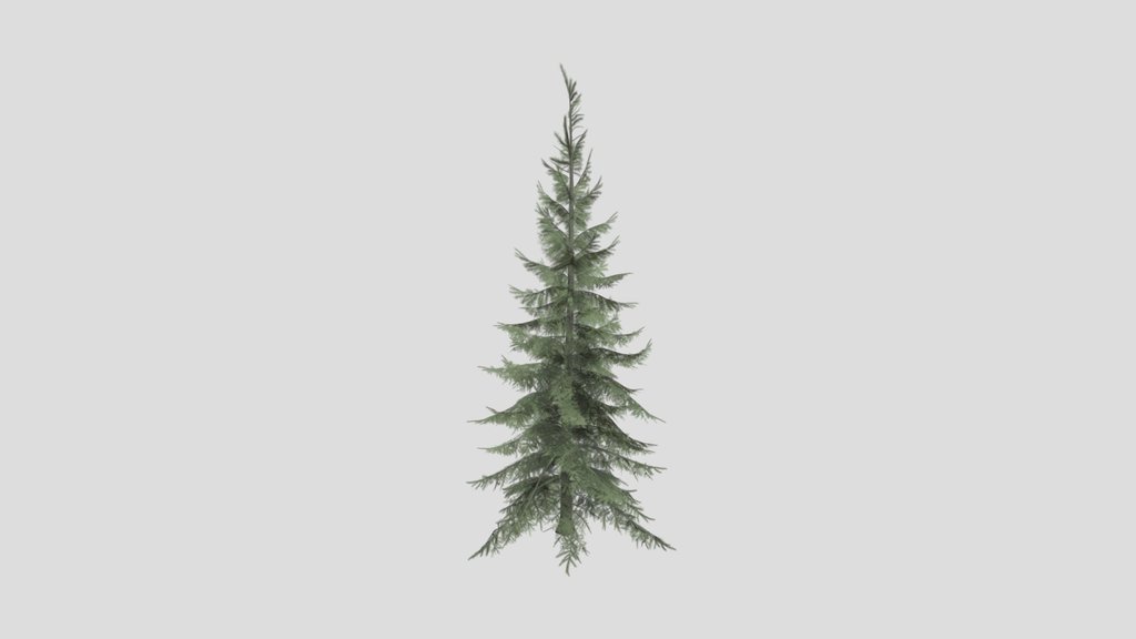 Tree Sprucesiberian B1