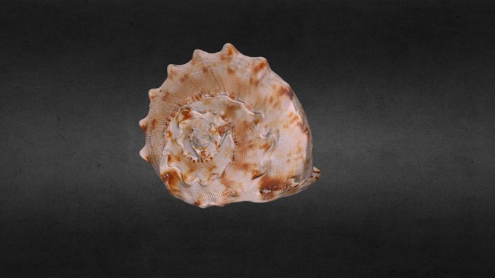 Seashell 3D Model