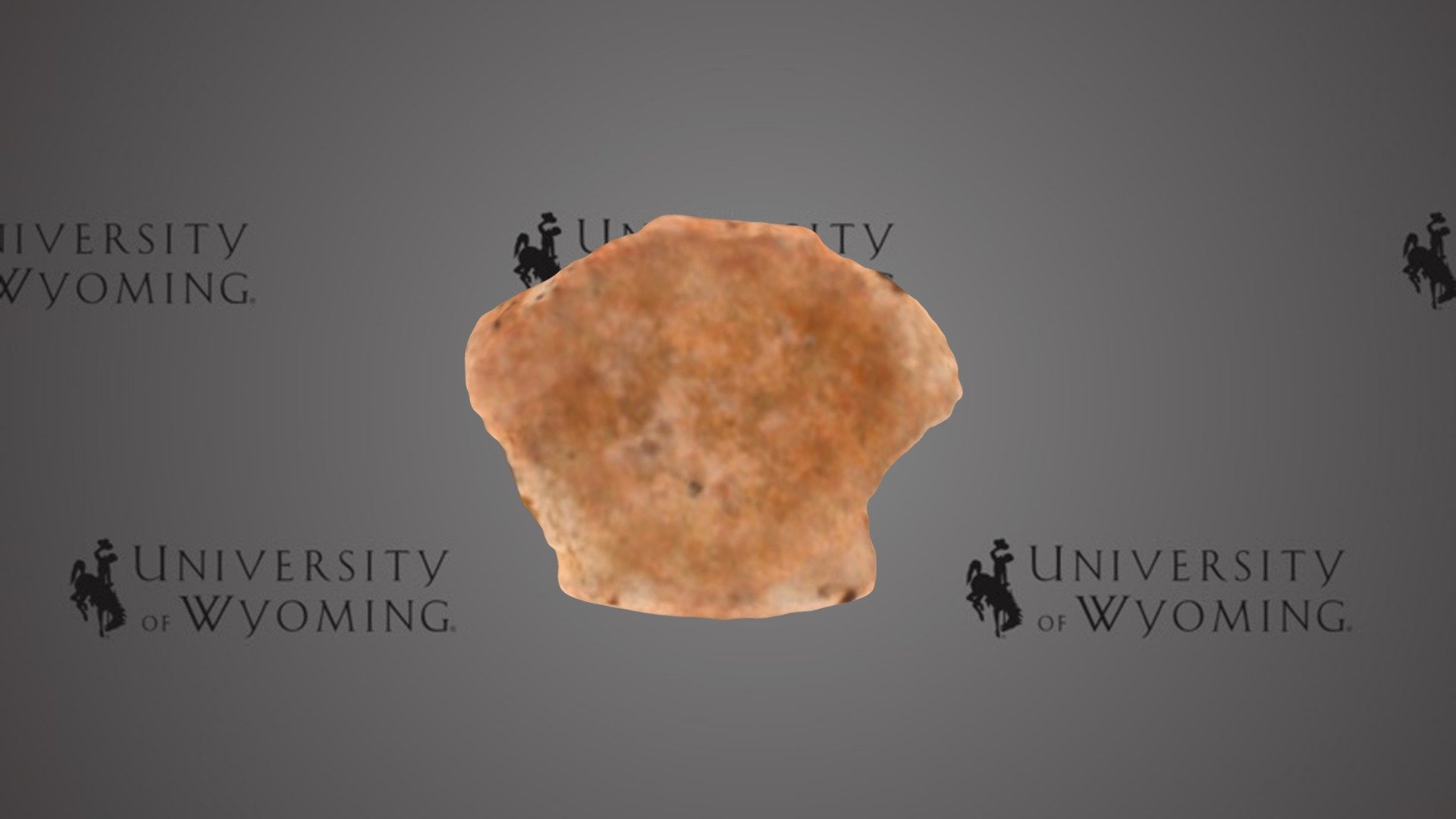 UW 26931 A - Amia sp., Vertebra