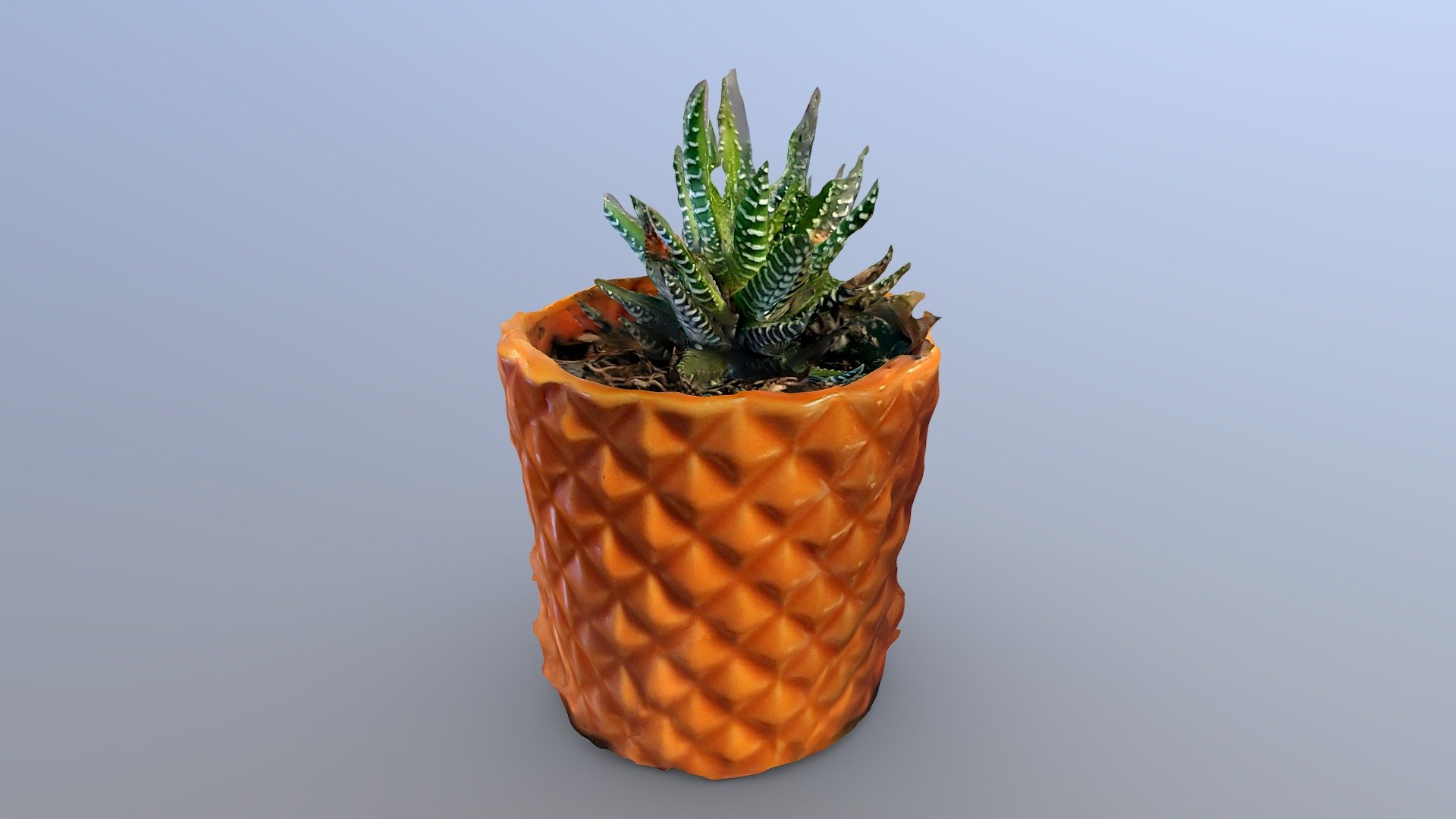 Zebra Plant