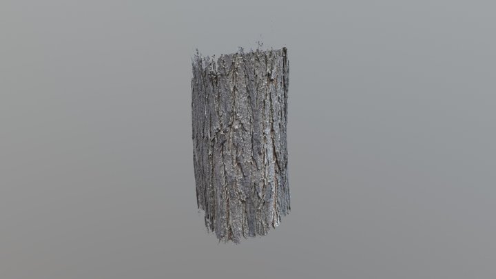 Tree texture 3D Model