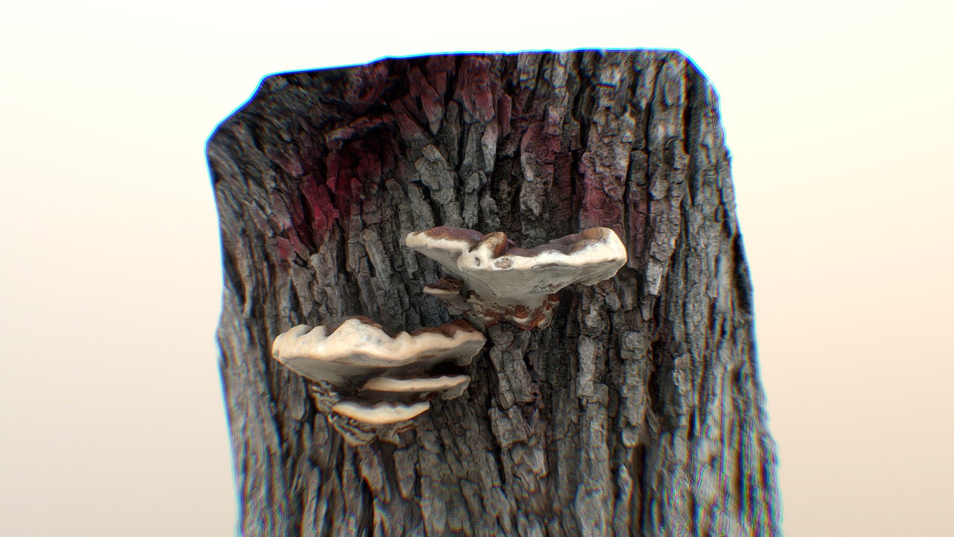 Mushroom's