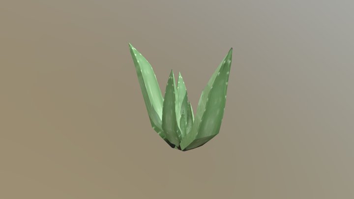 Aloe Vera 3D Model