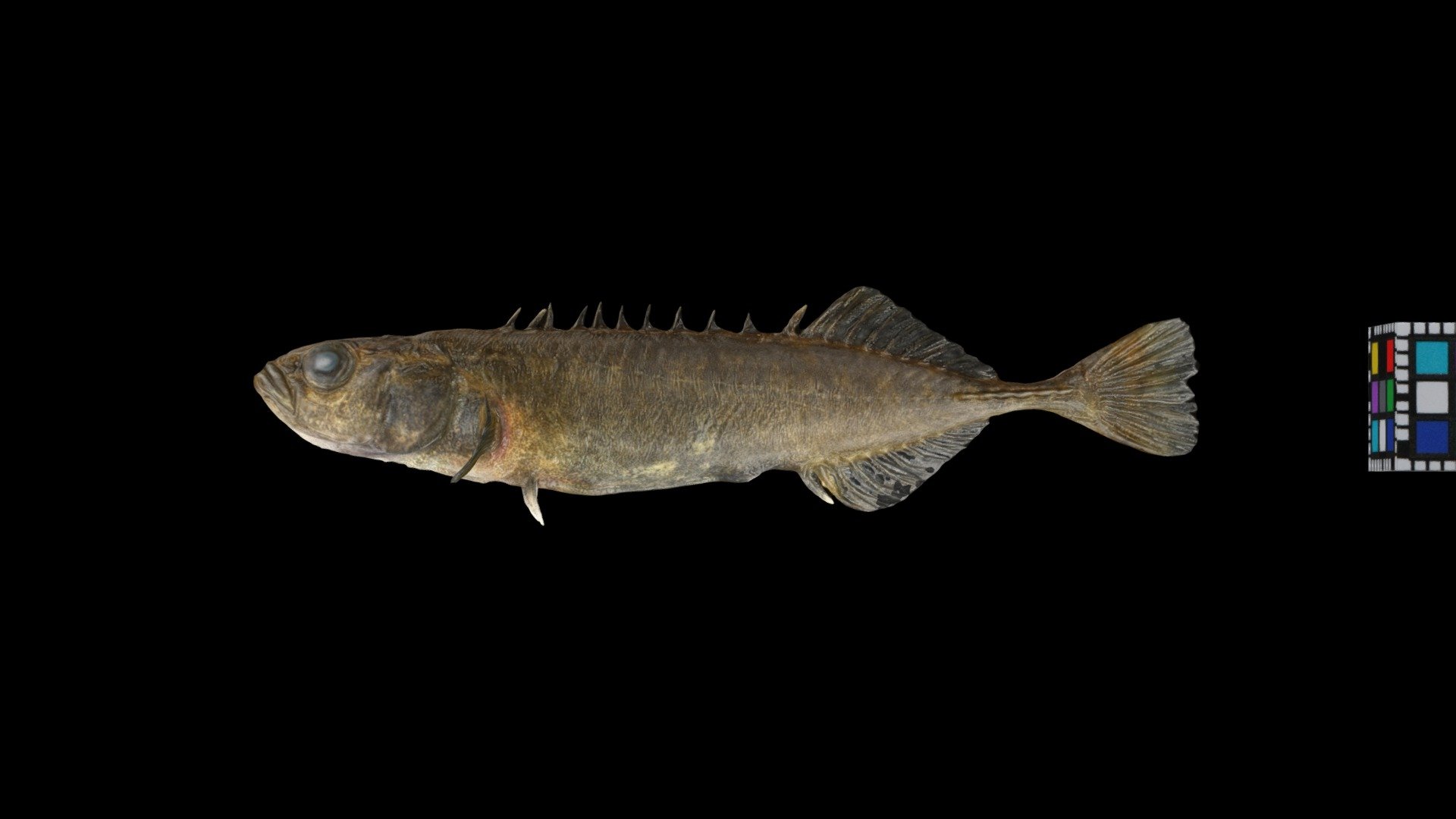 エゾトミヨ ♂ Ezo Stickleback, Pungitius tymensis