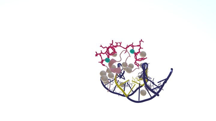 Human TET1 Enzyme 3D Model