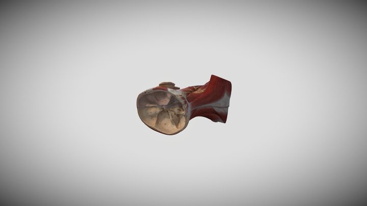 Cabeza Anatomia 3D Model