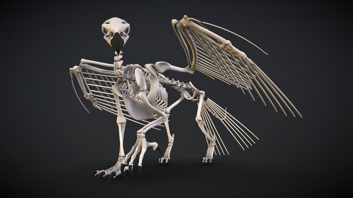 Gryphon Skeleton 3D Model
