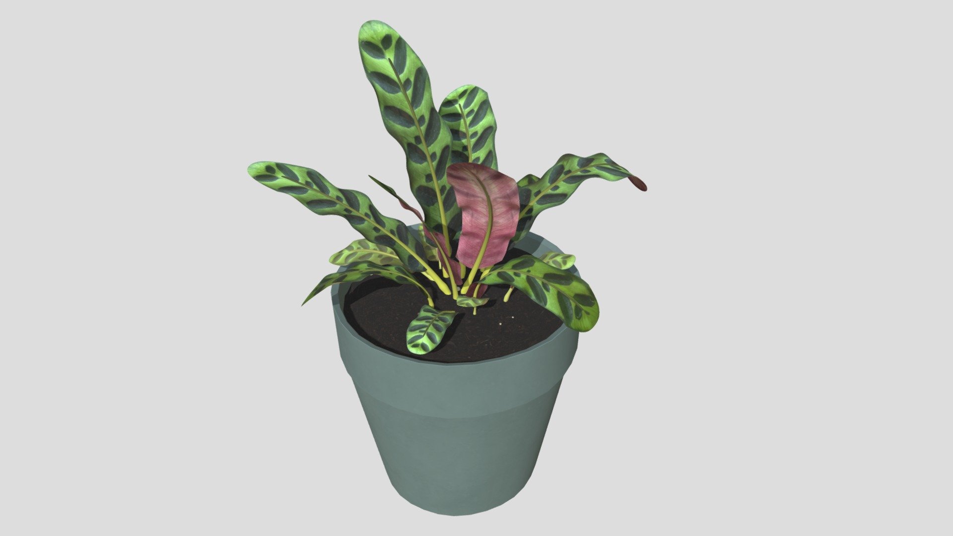 Rattlesnake Calathea