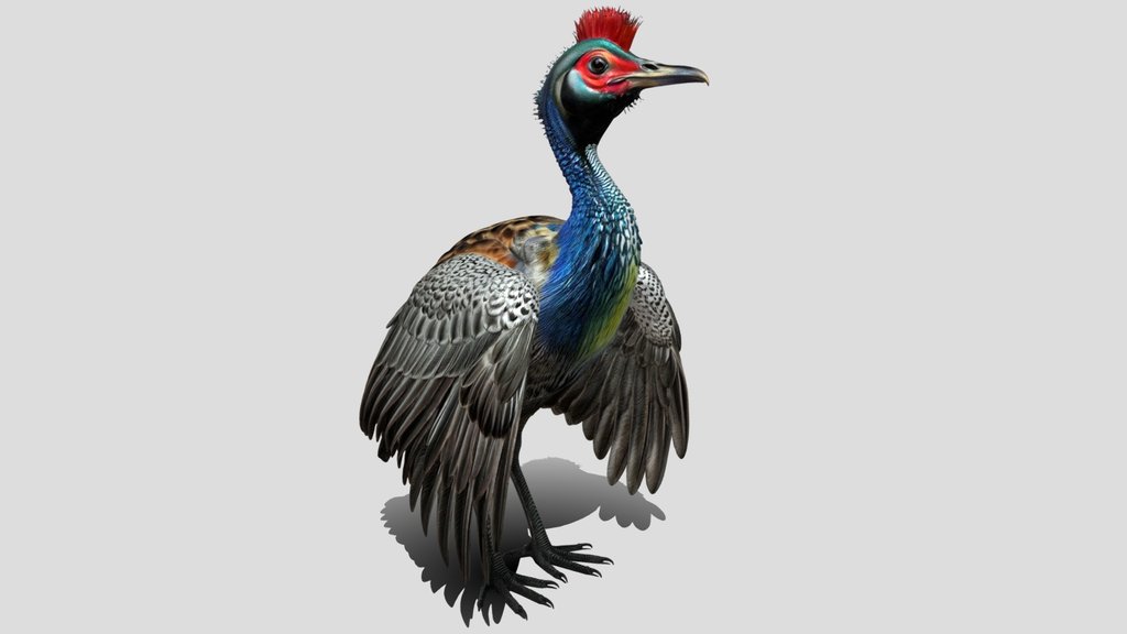 Vulturine Guineafowl 3d Model