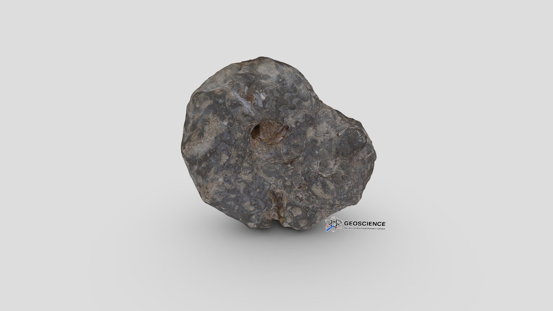 Ammonoid