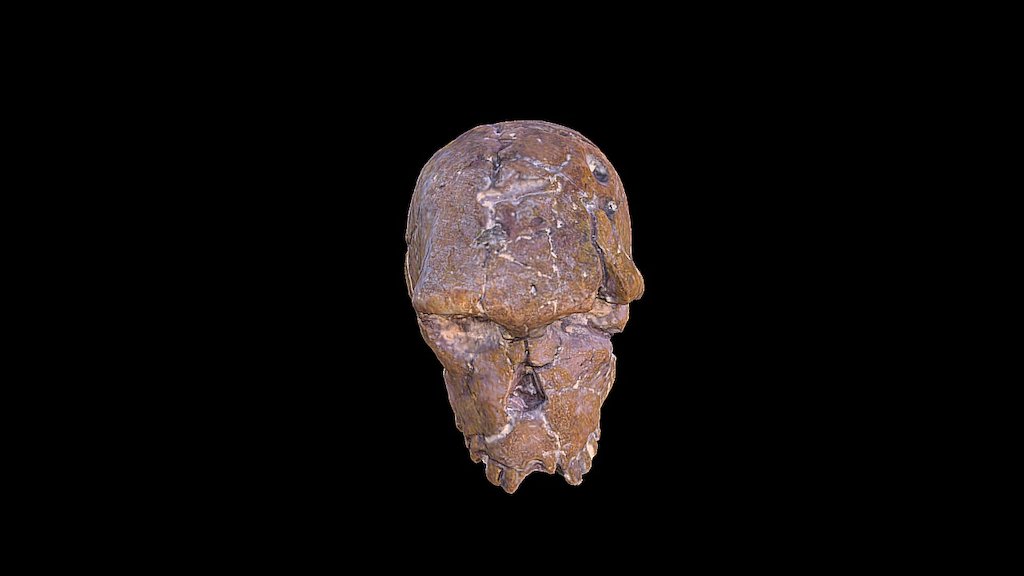 Neanderthal skull replica - 3D model by Jorge Zárate (@habiliscrew ...