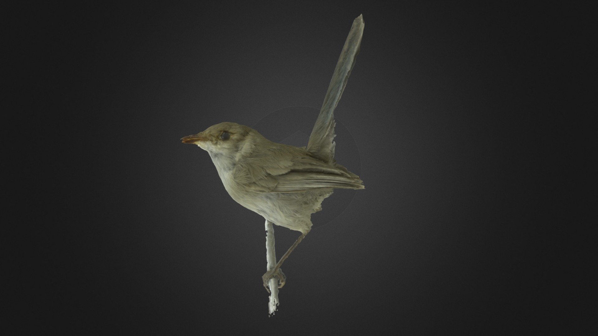 Blue Wren 2