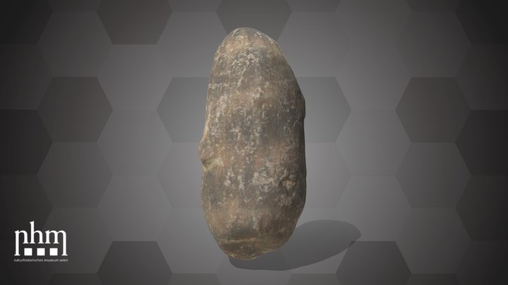 Bulb of an Araceae (NHMW-AFW-DING-0046-012) – Modello 3D gratuito STL
