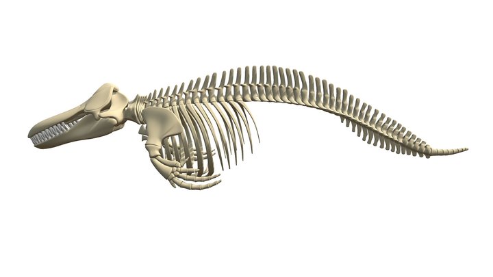 Killer Whale Orca Skeleton 3D Model