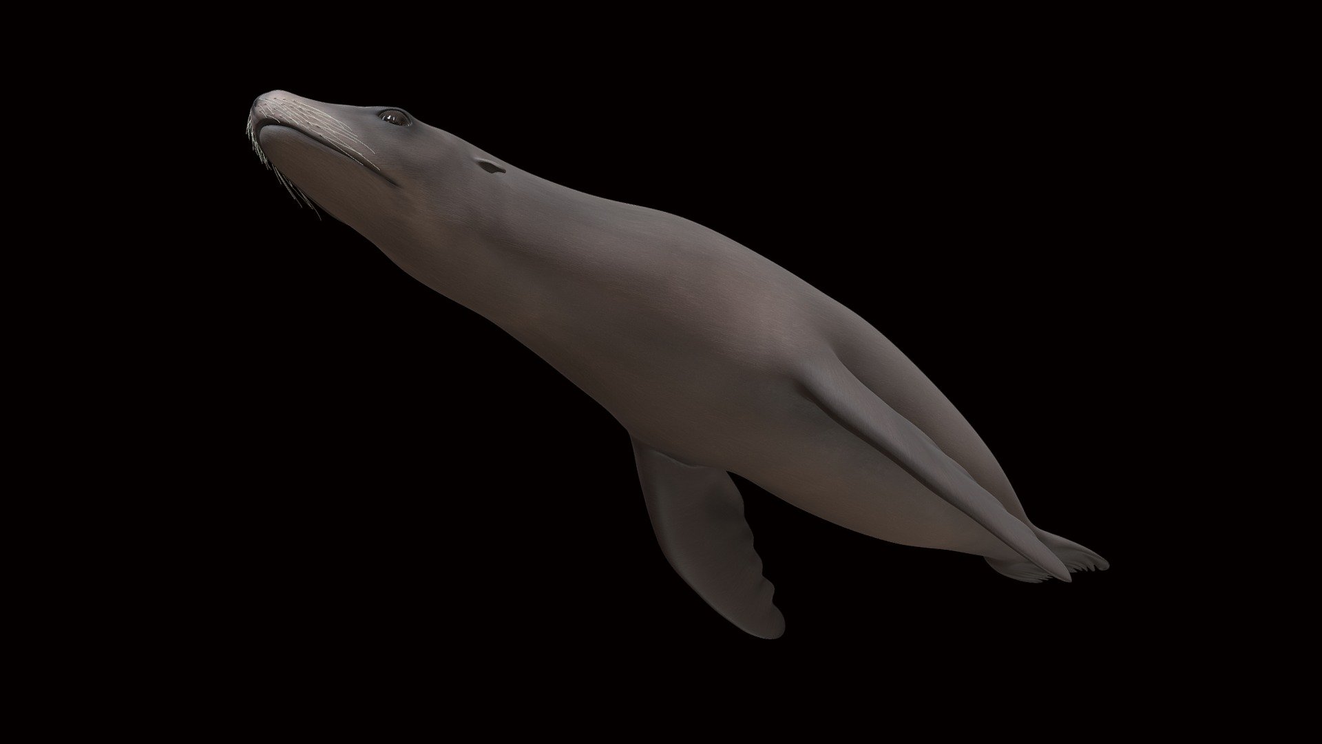 Model 85 - California Sea Lion - 3D model by DigitalLife3D [03b6692