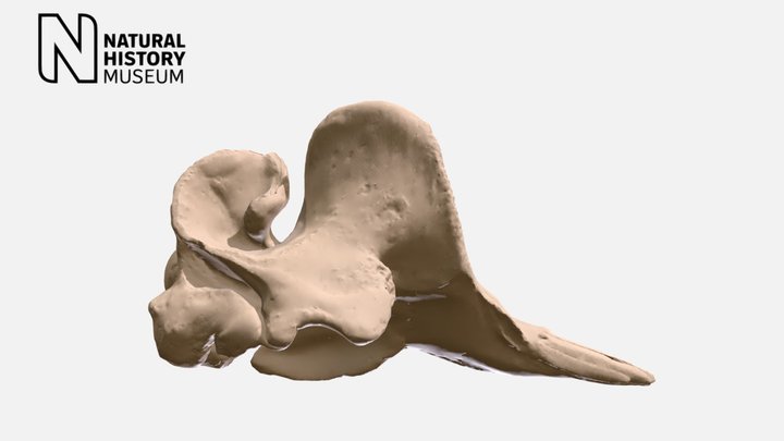 Northern bottlenose whale cranium – Modello 3D gratuito STL