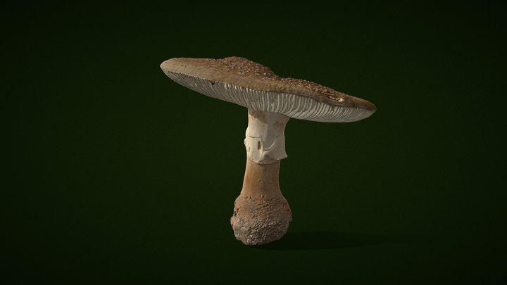 Amanita rubescens - Real fungi 3D scan 3D Model