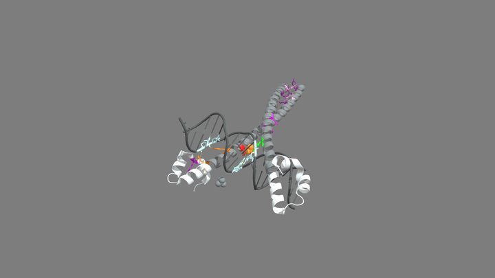 MafA-DNA Complex Structure 3D Model