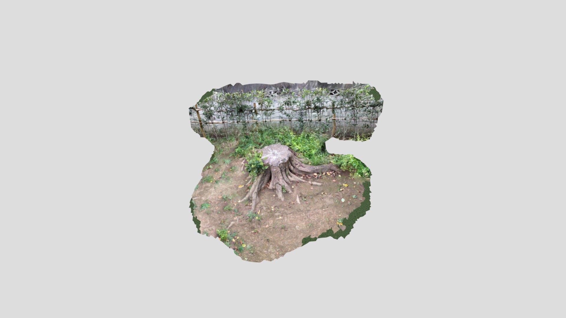 tree1