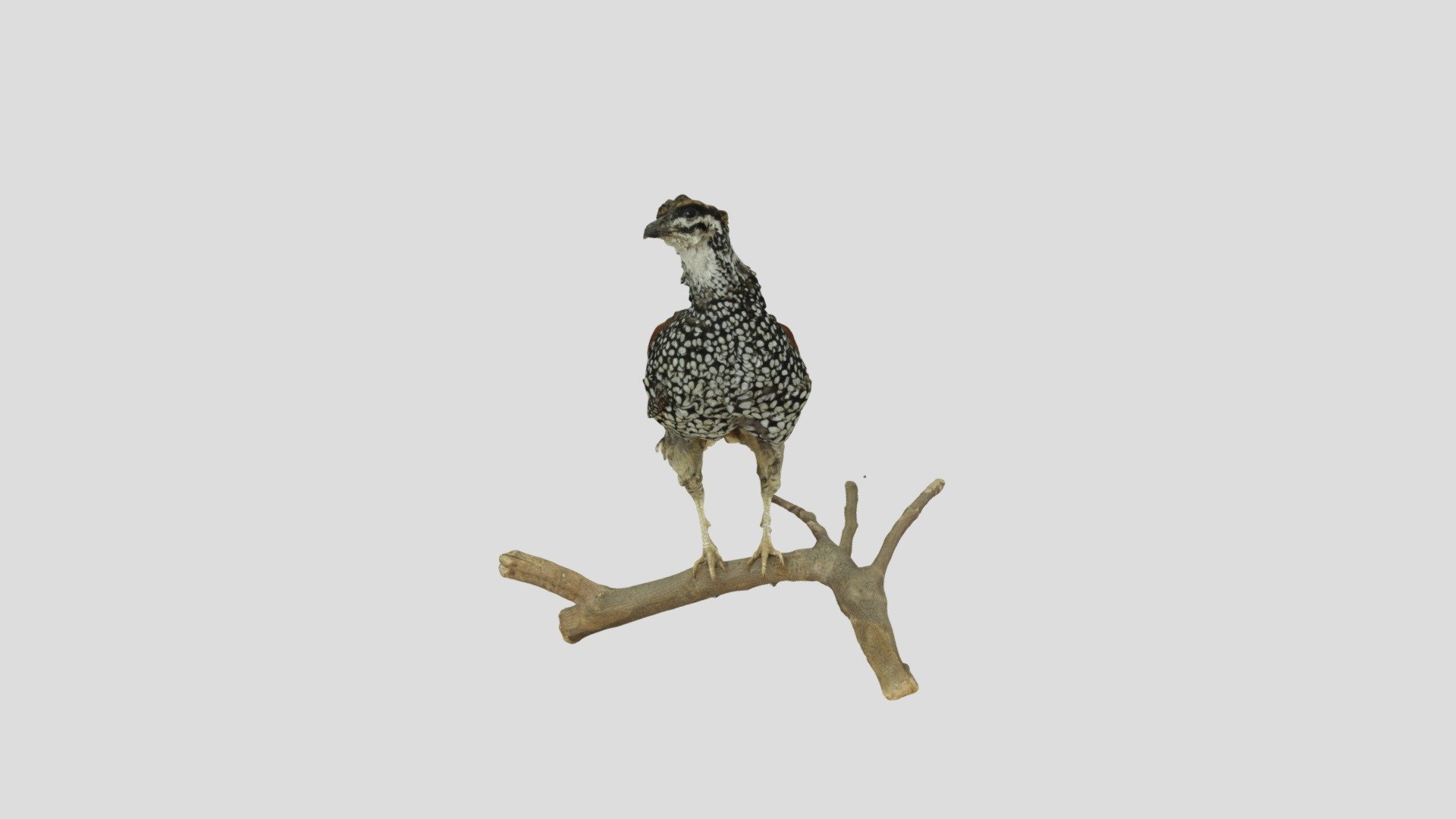 CHIM - 3D model by tranvuvanhoa [03cb7b8] - Sketchfab