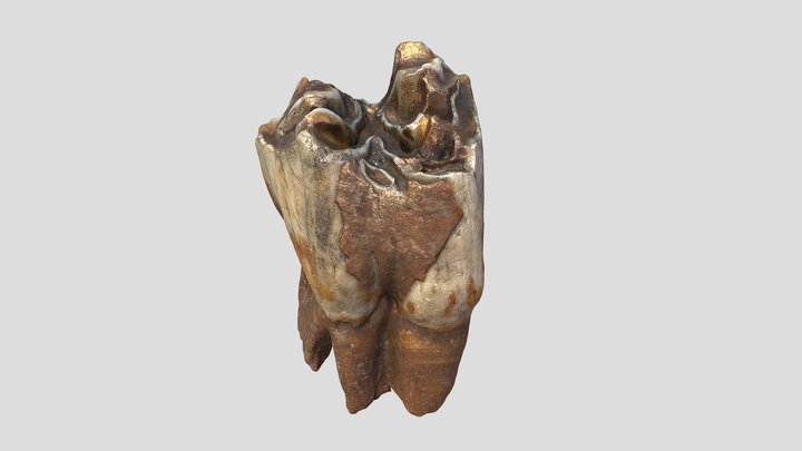 Wooly Rhino Tooth 3D Model