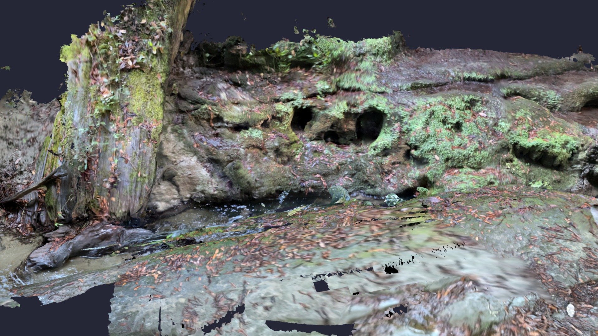 attempted scan of river in a redwood forest