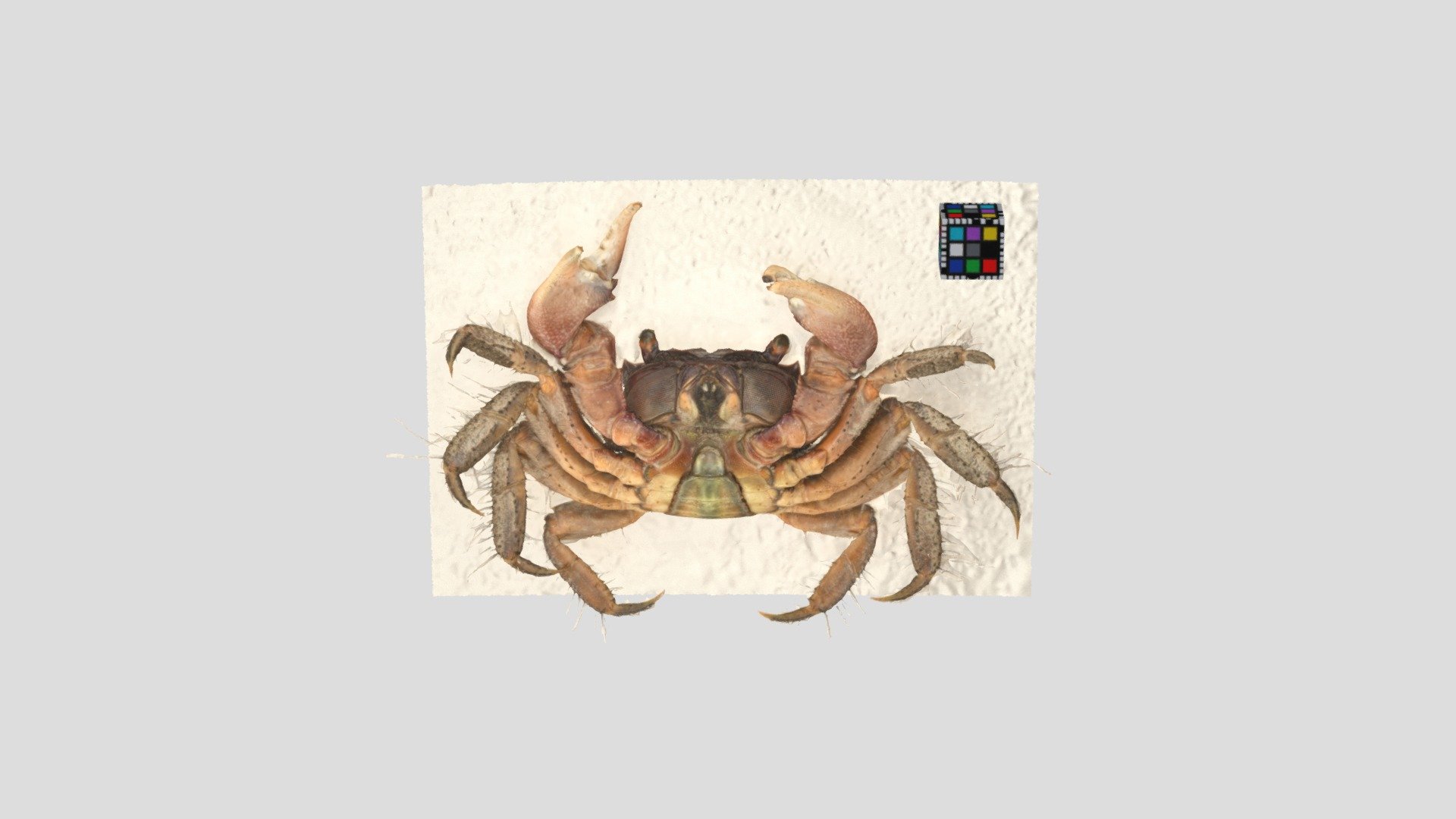 クロベンケイガニ オス Chiromantes dehaani