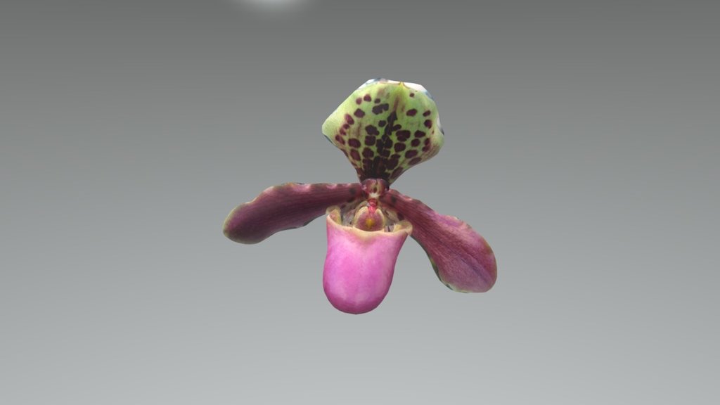 LadySlipperOrchidPink