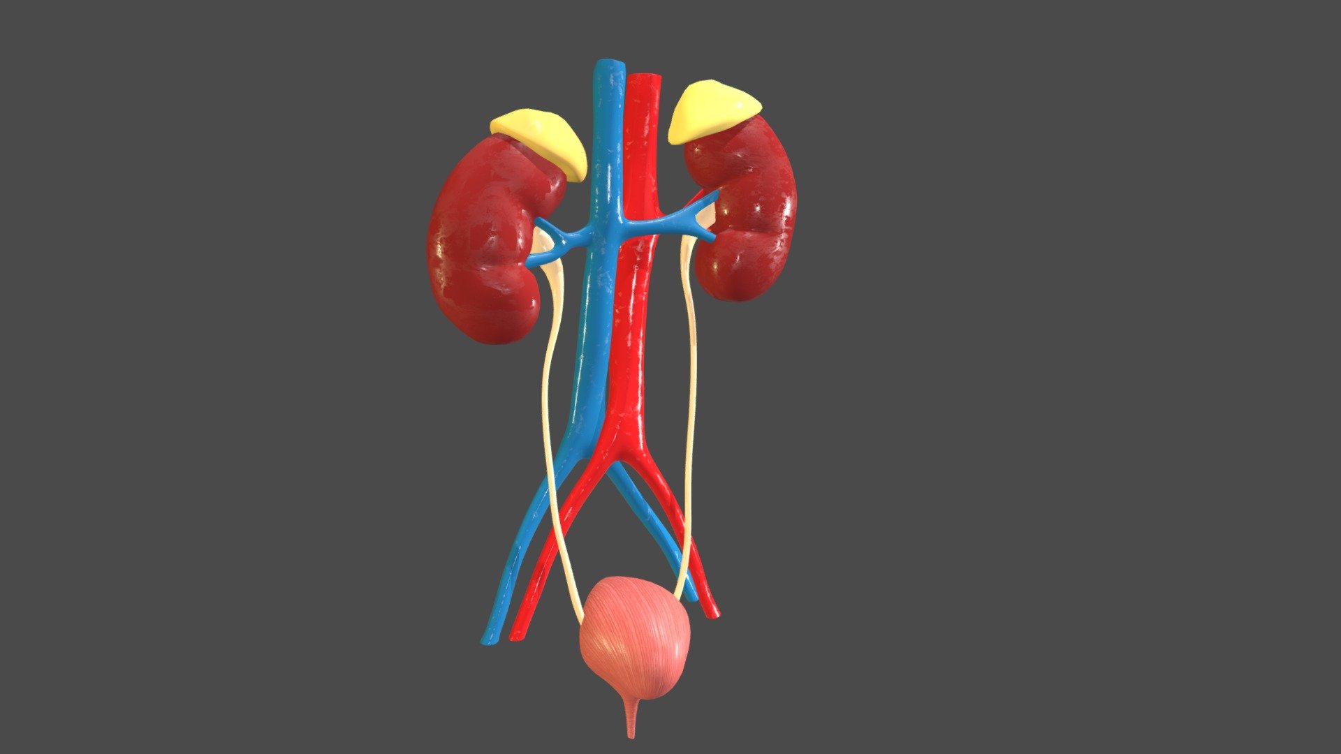 Kidneys - Urinary System - 3D model by Constantinos Panayi (@CostaP