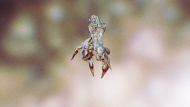 Mantis 3D Model