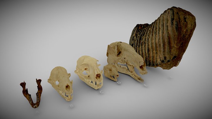 Mammals displaying various types of teeth 3D Model
