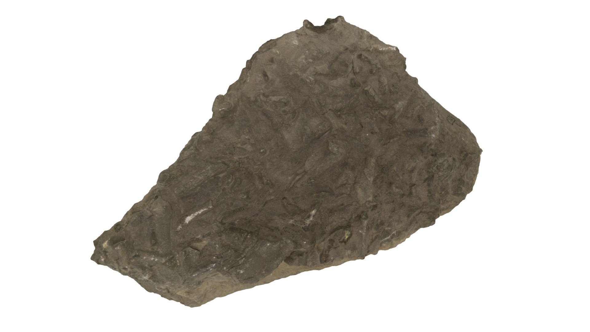 Batostoma poctai 1