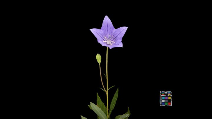 CC0 キキョウ Bellflower, Platycodon grandiflorus