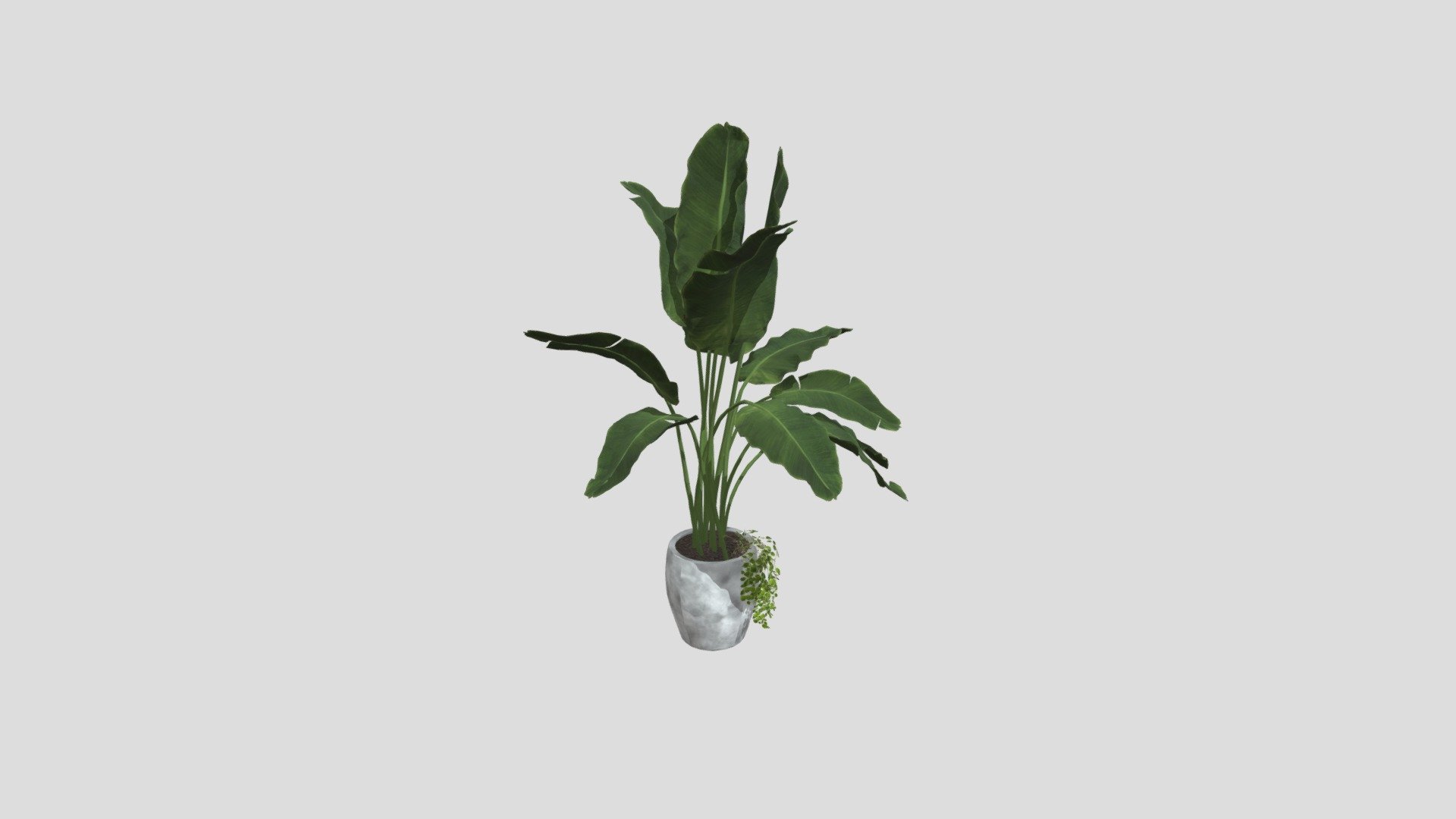 Plam tree Planter