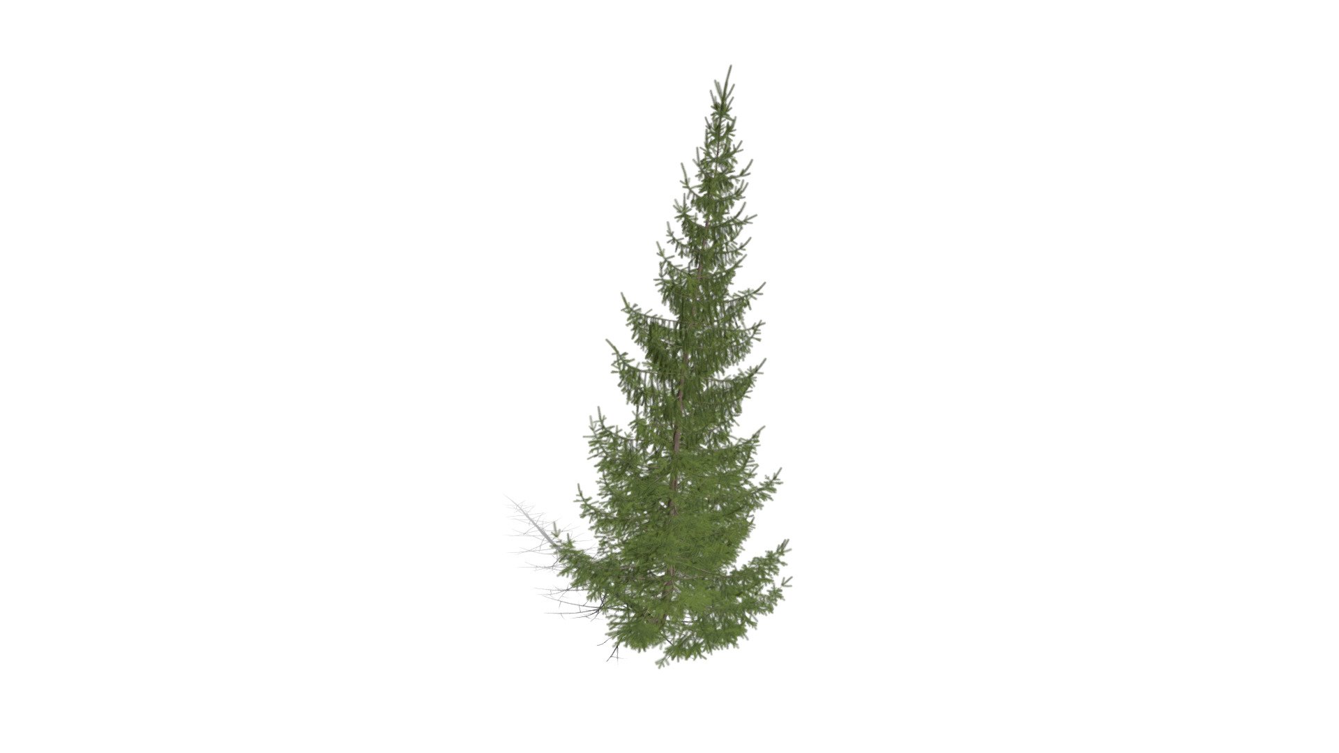 Realistic HD Norway spruce (28/43) - Download Free 3D model by ...