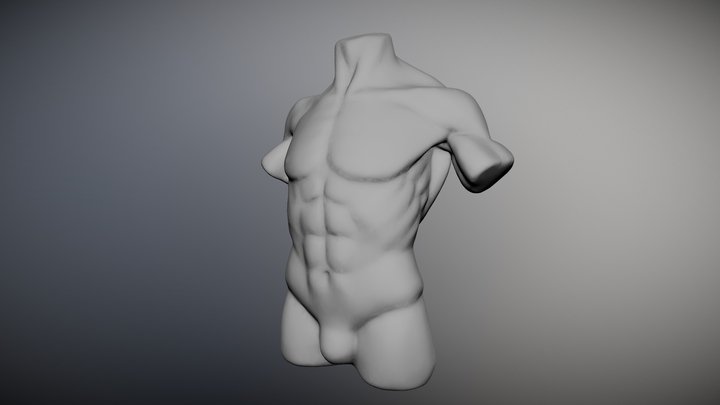 Torso 3D Model
