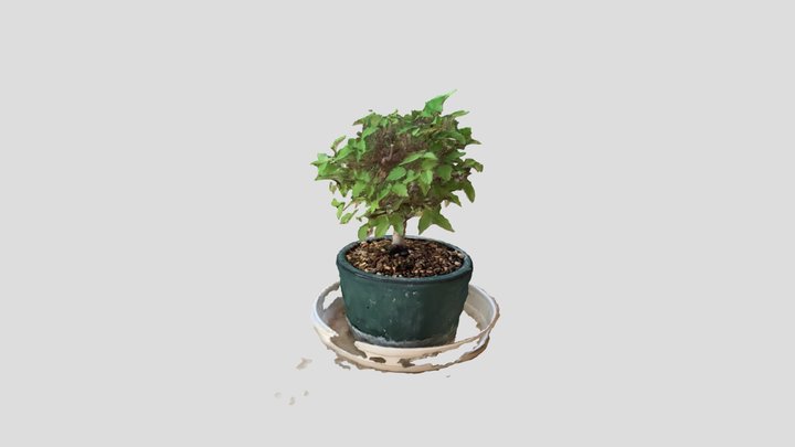 small bonsai (Keyaki : Japanese zelkova) 3D Model