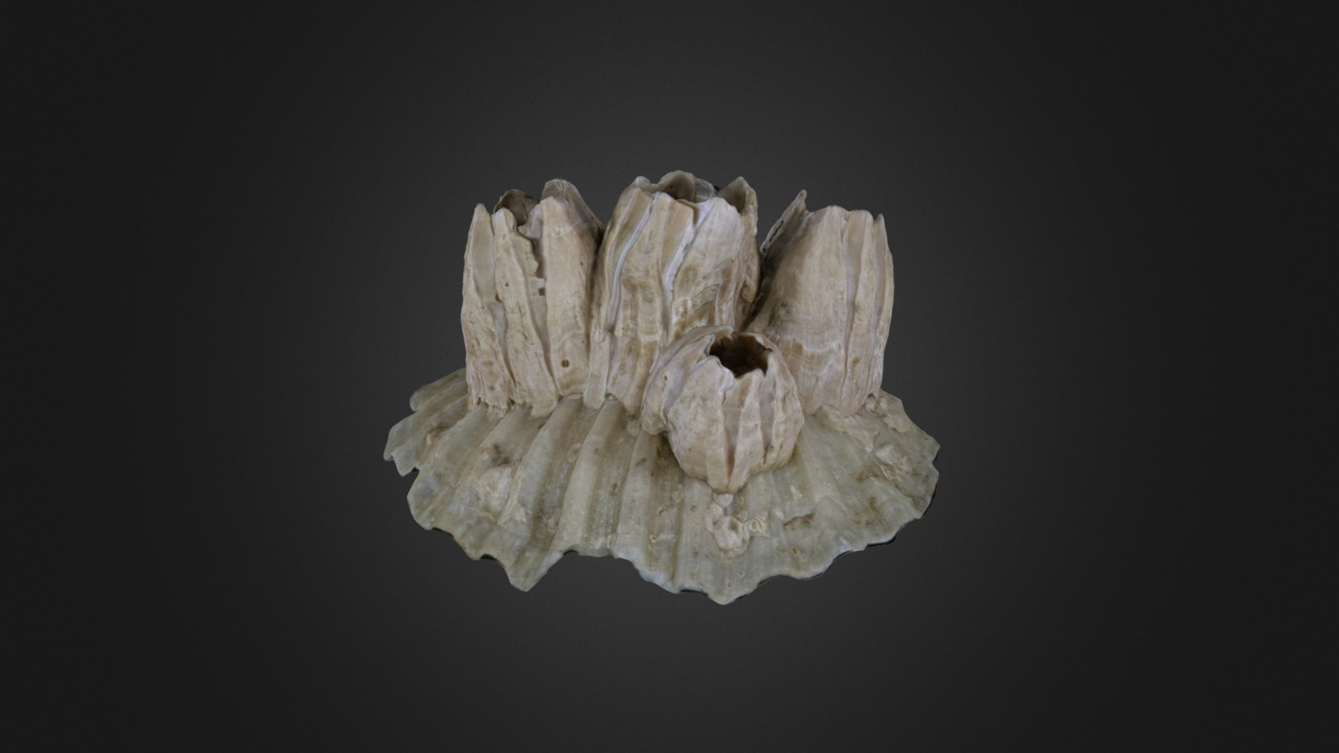 Barnacles: Balanus concavus (PRI 78785)