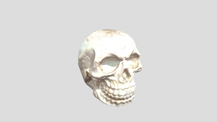 Scan of Skull 3D Model