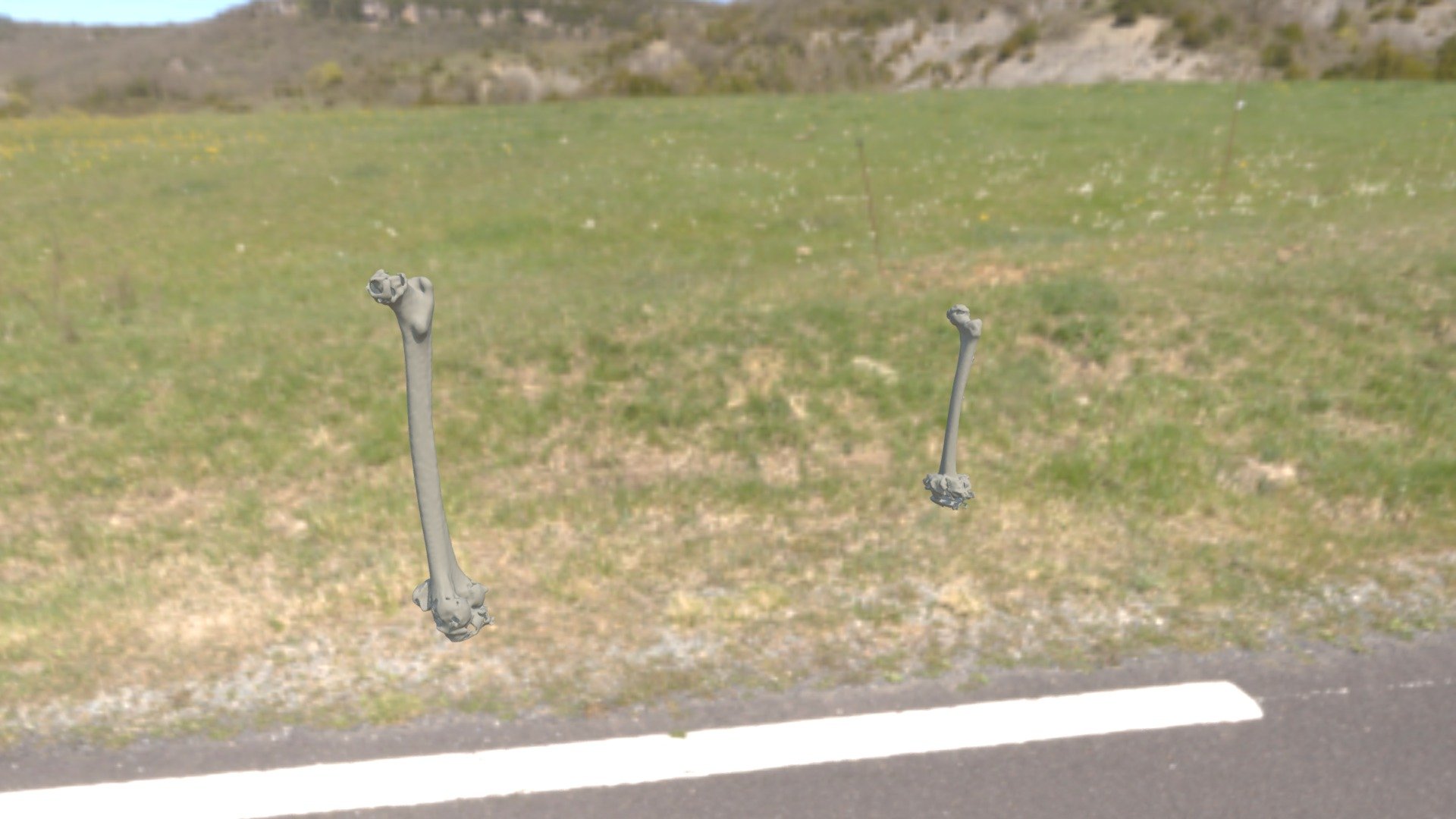 Femur Thies