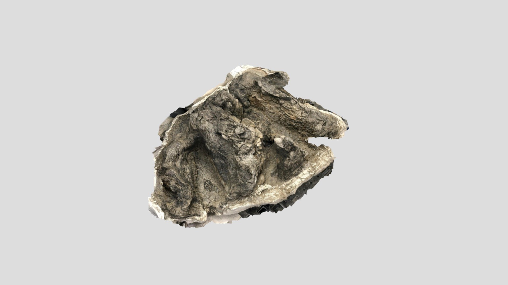 Camarasaurus